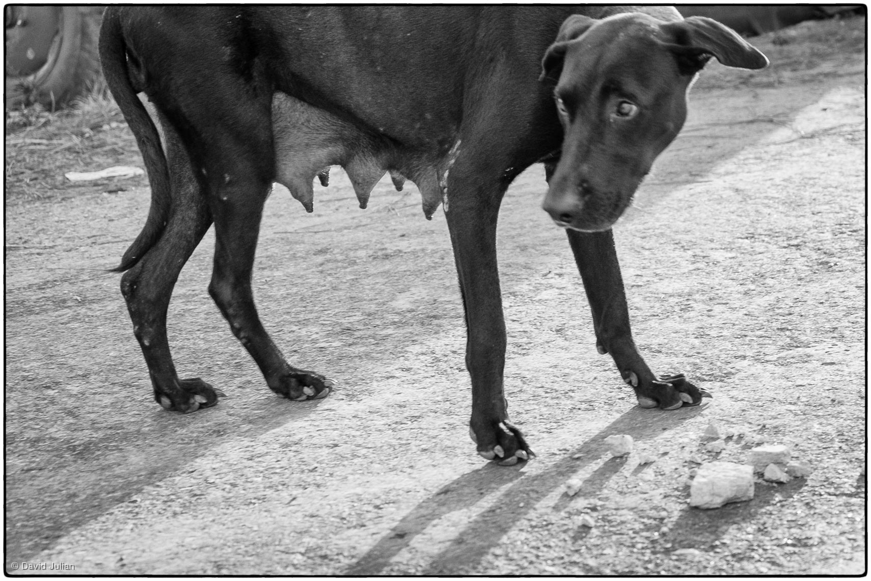 30_Cuba_Black_Dog_Teats