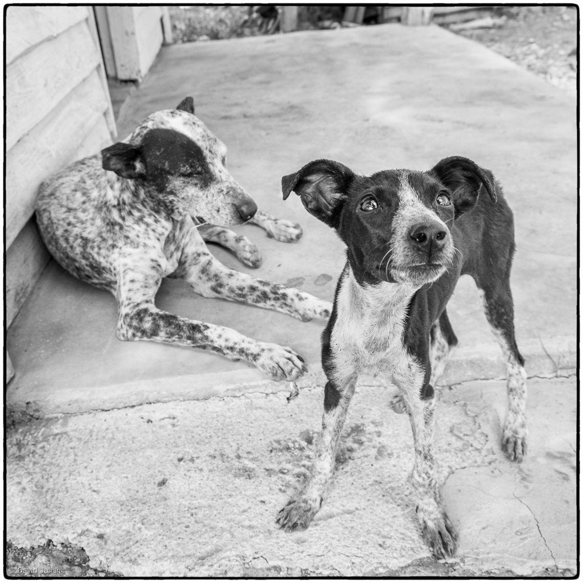 31_Cuba_Vinales-dogs