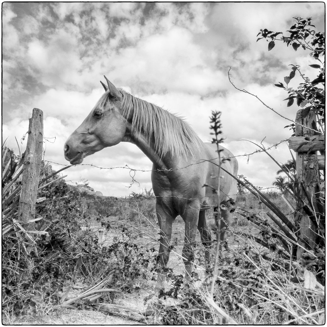 32_Cuba_Vinales-horse-portrait