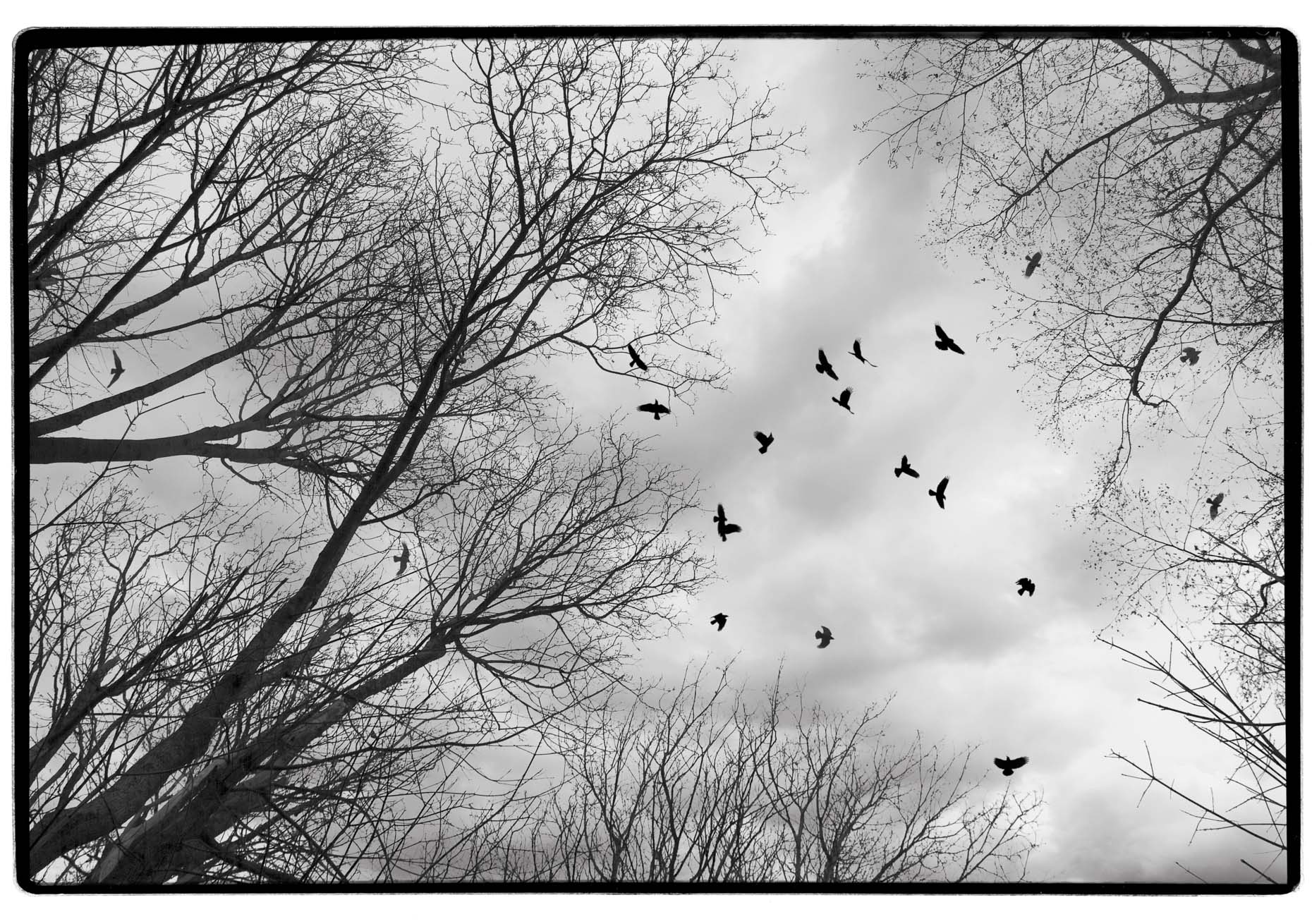Crowtime.corbis-APF1860px