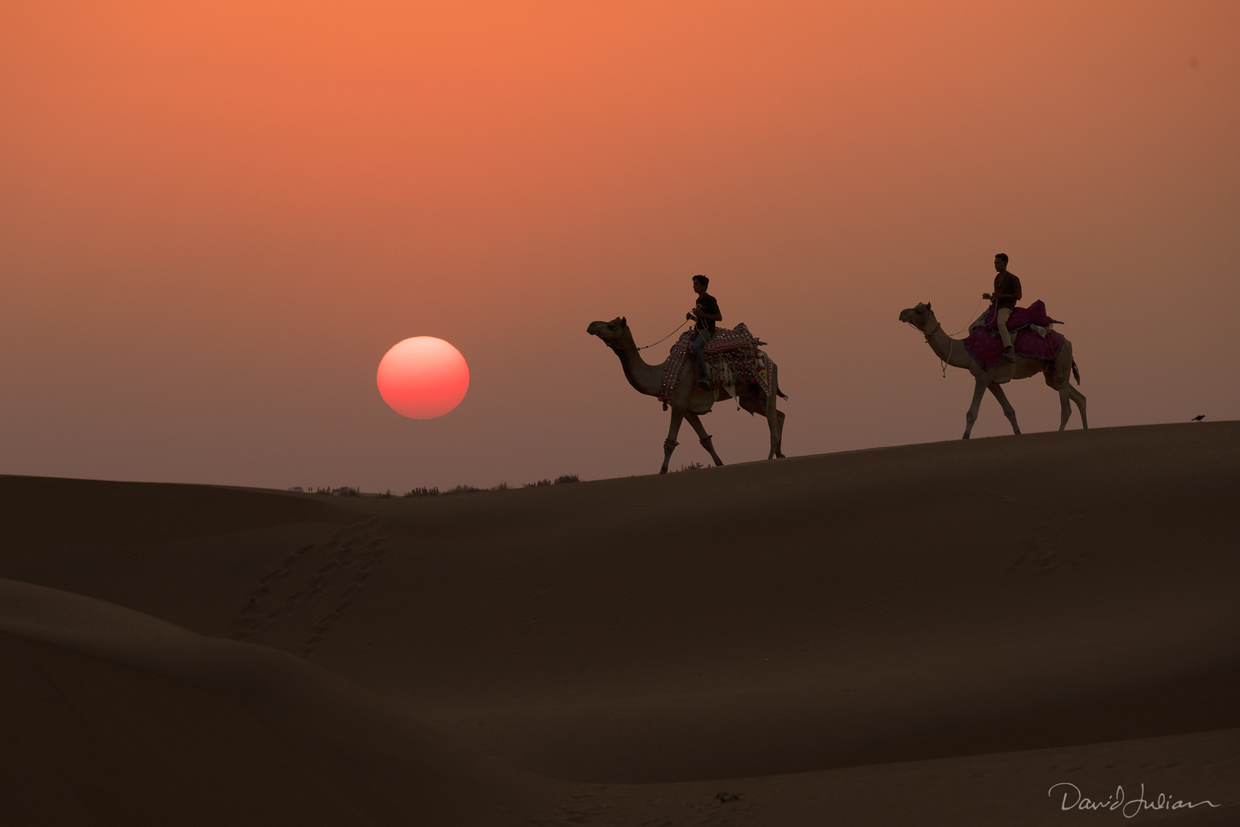 DavidJulian_INDIADomodoraCamelsonDunesatsunset-.1800px