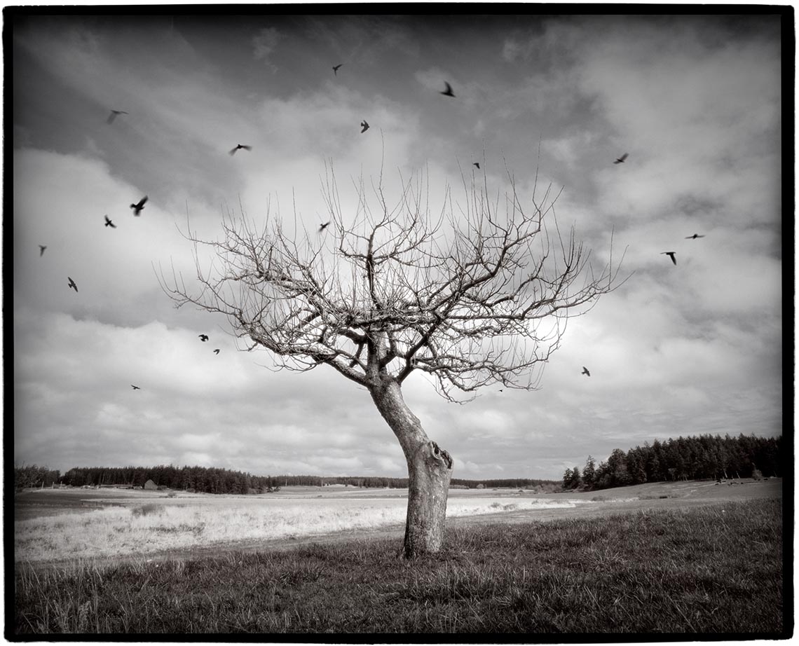 The Haunted Tree | DAVID JULIAN: photographer, illustrator, educator