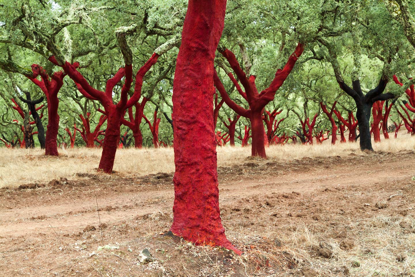 Portugal,_Red_Cork_Trees-34.jpg