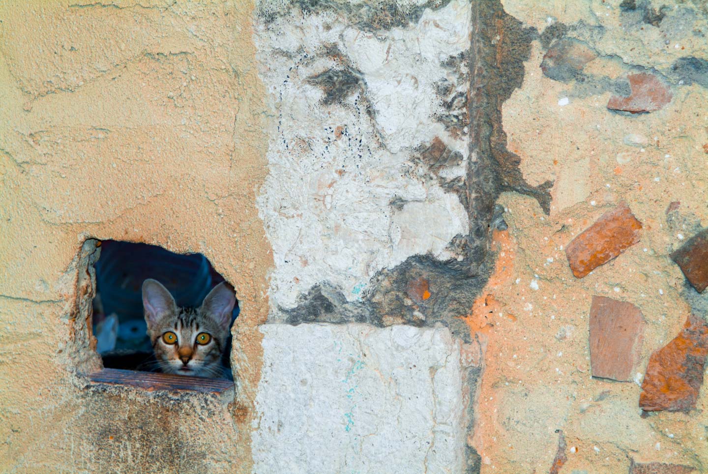 Portugal,_cat_peeking_through_hole-24.jpg