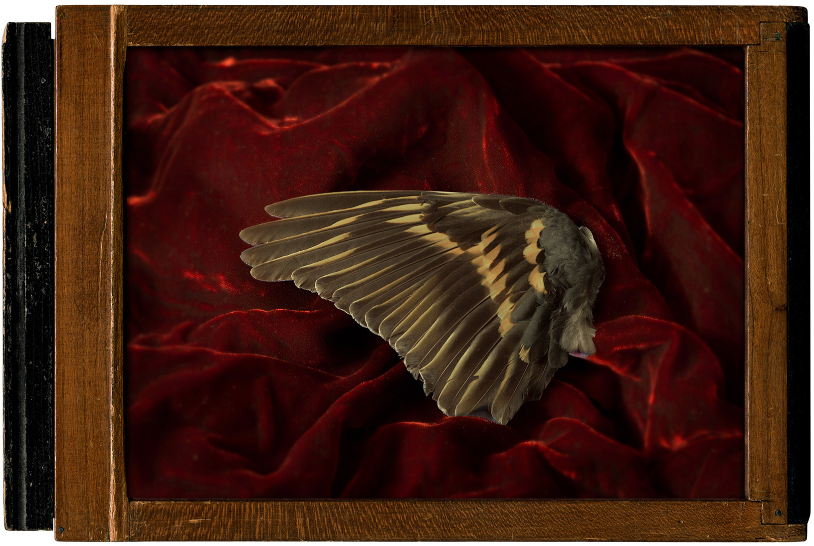 Wing of a Redstart