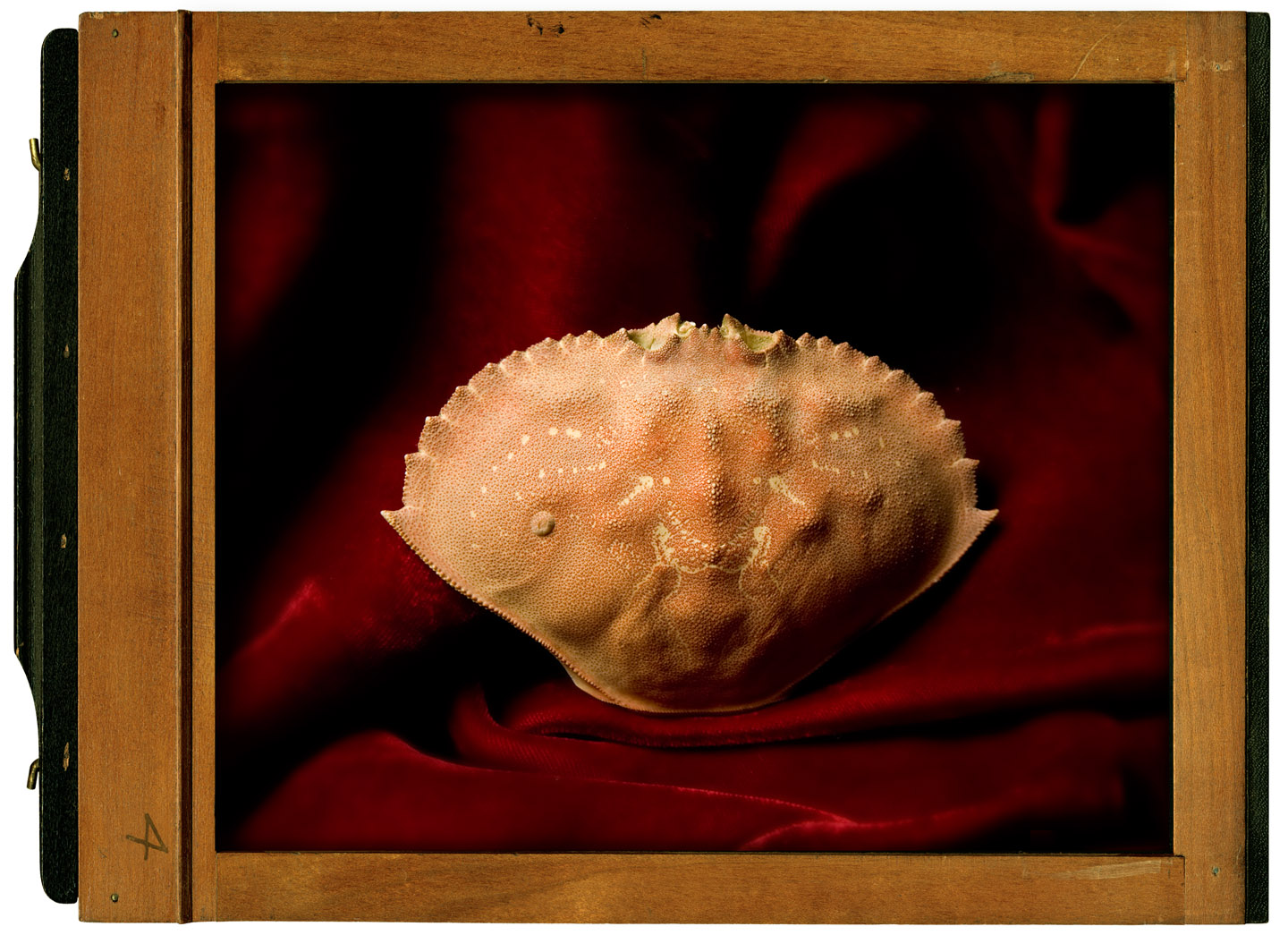 Rock Crab shell pink APF 1440.jpg